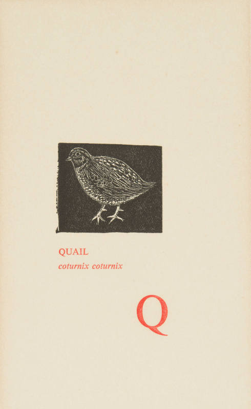 Quail (coturnix coturnix)