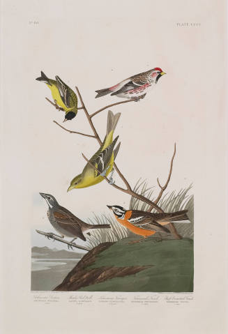 Finches and Tanager